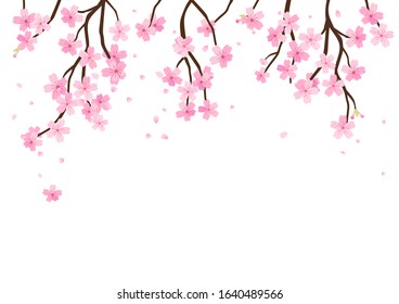 Cherry blossom and falling petals on white background vector illustration. Sakura Japanese flower.