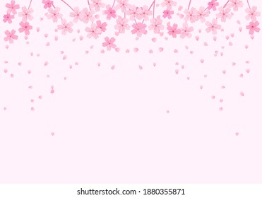 Flor de cerezo con pétalos caídos en la ilustración del vector de fondo rosado. Flor japonesa Sakura.
