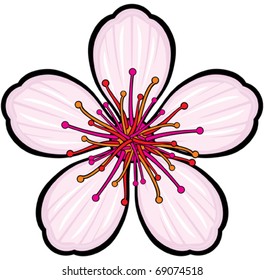 Cherry blossom flower
