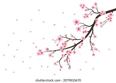 Cherry blossom flower blooming vector. Pink sakura flower background. Watercolor cherry blossom vector. Cherry blossom branch with sakura flower. Sakura on white background. Watercolor cherry bud.