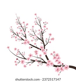 Cherry blossom flower blooming vector. Vector japan sakura cherry branch with blooming flowers. Design constructor with blooming cherry branch. Cherry blossom branch with sakura flower.