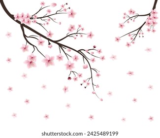 Cherry blossom flower blooming vector. cherry blossom branch with sakura flower. watercolor cherry blossom vector.pink sakura flower background. cherry blossom branch with sakura flower.