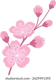 Kirschblütenzweig. Flach und einfach rosa Sakura.