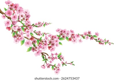 Flor De Cereja, Flor, Ramo - Parte Da Planta, Pêssego, Vetor