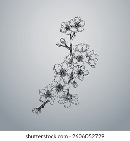 Cherry Blossom Flower Branch Vector 