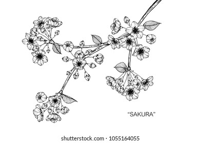 Cherry blossom flower drawing illustration. Black and white with line art  on white backgrounds.