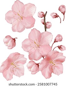 Cherry blossom flower illustration vector art with watercolor style. Spring sakura flower with vibrant pink color isolated on white background.