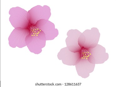 The cherry blossom flower vector