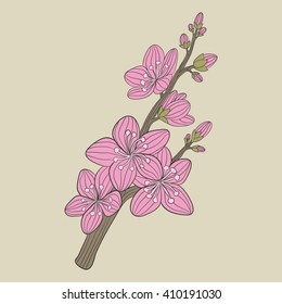 cherry blossom flower vector