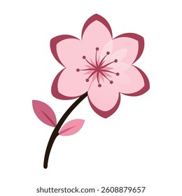 cherry blossom flower vector image on white background