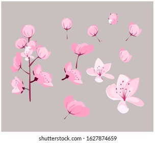 Cherry blossom flower vector on isolate background .