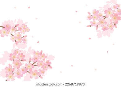 Cherry blossom flowers background illustration	