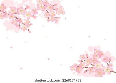 Cherry blossom flowers background illustration	