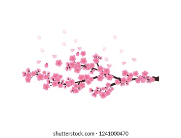 Cherry blossom flowers background. Sakura  pink flowers  background.
