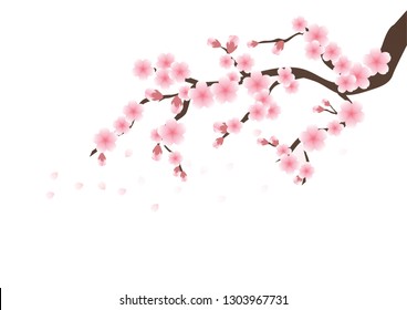 Cherry blossom flowers background. Sakura  pink flowers background.