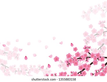 Cherry blossom flowers background. Sakura  pink flowers background.