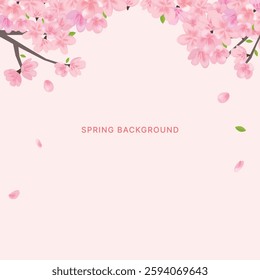 Cherry Blossom Flowers Background. Sakura Pink Flowers. Spring Background. Vector