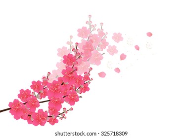 Cherry blossom flowers background. Sakura flowers isolated white background