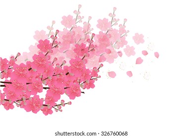 Cherry blossom flowers background. Sakura flowers isolated white background
