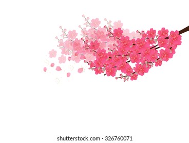 Cherry blossom flowers background. Sakura flowers isolated white background