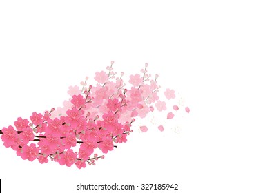 Cherry blossom flowers background. Sakura flowers isolated white background