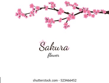 Cherry blossom flowers background. Sakura  pink flowers  background.