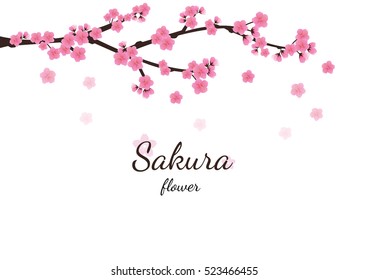 Cherry blossom flowers background. Sakura  pink flowers  background.