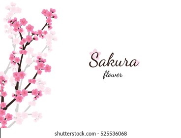 Cherry blossom flowers background. Sakura  pink flowers  background.
