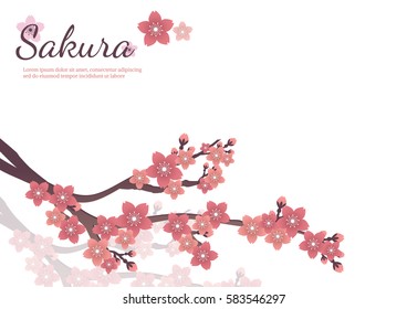 Cherry blossom flowers background. Sakura  pink flowers  

background.