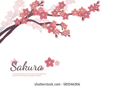Cherry blossom flowers background. Sakura  pink flowers  

background.