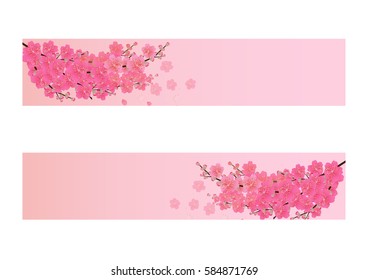 Cherry blossom flowers background. Sakura flowers isolated white background