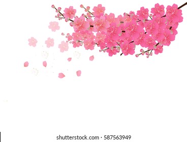 Cherry blossom flowers background. Sakura flowers isolated white background