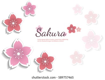 Cherry blossom flowers background. Sakura  pink flowers  background.