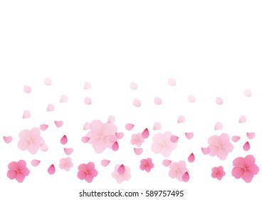 Cherry blossom flowers background. Sakura  pink flowers  background.