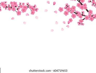 Cherry blossom flowers background. Sakura  pink flowers background.