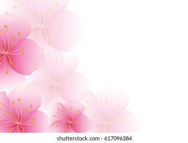 Cherry blossom flowers background. Sakura  pink flowers background.
