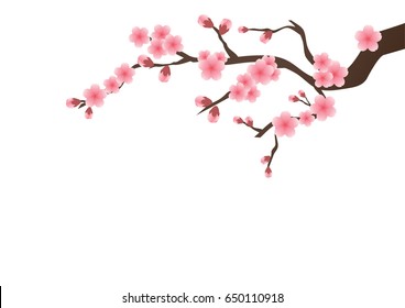 Cherry blossom flowers background. Sakura  pink flowers isolated background.