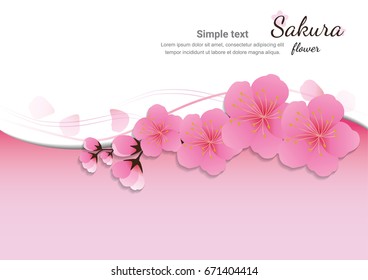Cherry blossom flowers background. Sakura  pink flowers  background.