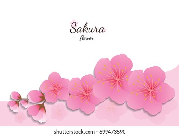 Cherry blossom flowers background. Sakura  pink flowers  background.

