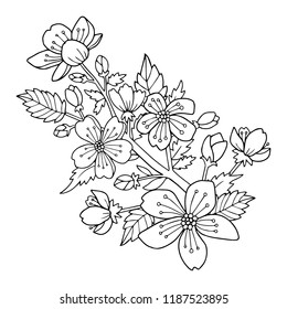 Cherry blossom flowers and branch vector illustration. Drawing for the coloring book or page for kids or adults.