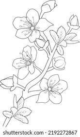 Cherry Blossom Flowers Branch Vector Illustration Stock Vector (Royalty ...