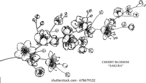 CHERRY BLOSSOM  flowers drawing illustration vector, isolated and clip-art.
