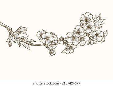 Flores de flores de cerezo arte de la línea de dibujo. Dibujo de ilustraciones de vectores de flores de sakura