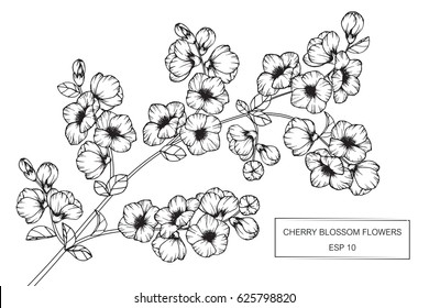 Cherry Blossom Flowers Drawing And Sketch With Line-art On White Backgrounds.  