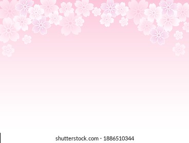 
cherry blossom flowers Japanese color background vector illustration