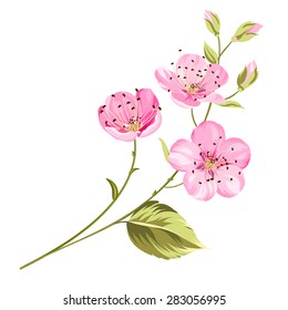 Cherry blossom flowers with leaves. Tree branch. Vector illustration.