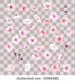 Cherry blossom, flowers of sakura, set, pink, flowers collection,vector illustration.  Ume, hanami, Chinese New Year, Spring Festival, sakura flowers, Valentine's Day