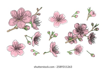 Cherry blossom, flowers of sakura, tree brunch, spring background