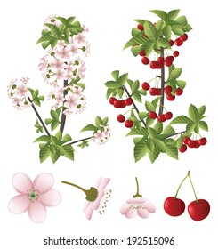 Cherry blossom and fruits