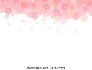 Cherry blossom in full bloom on white background